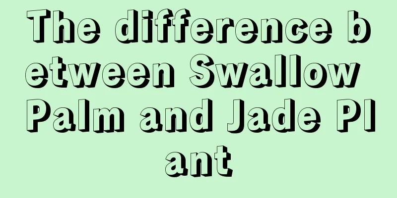 The difference between Swallow Palm and Jade Plant