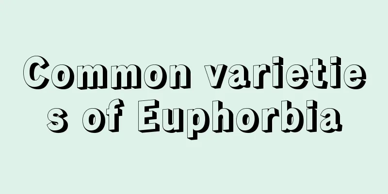 Common varieties of Euphorbia