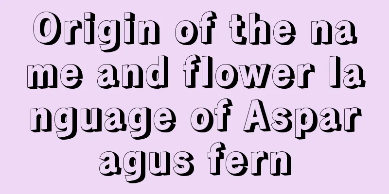 Origin of the name and flower language of Asparagus fern