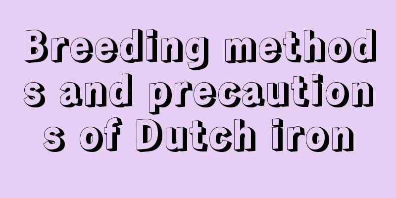 Breeding methods and precautions of Dutch iron