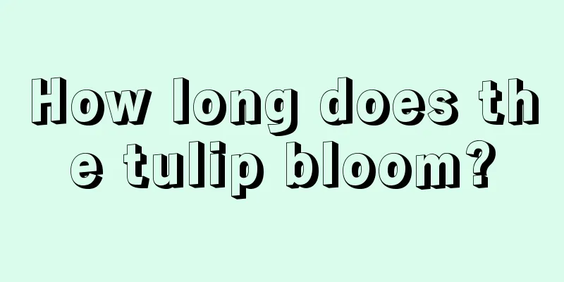 How long does the tulip bloom?