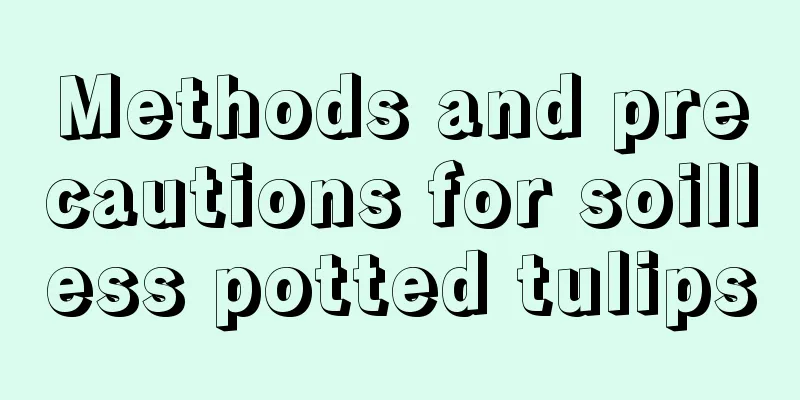 Methods and precautions for soilless potted tulips