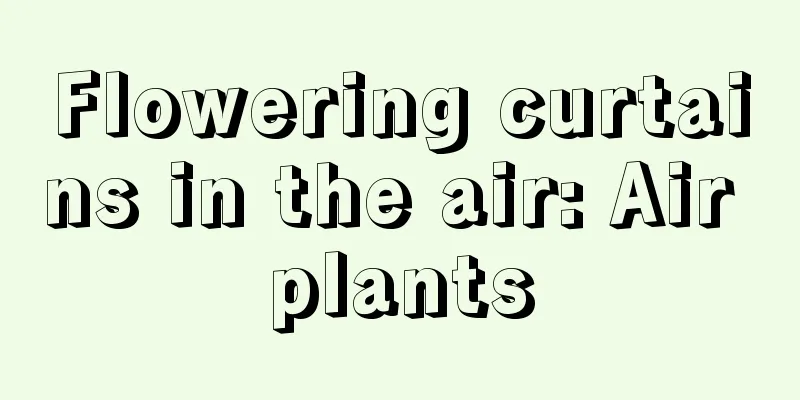 Flowering curtains in the air: Air plants