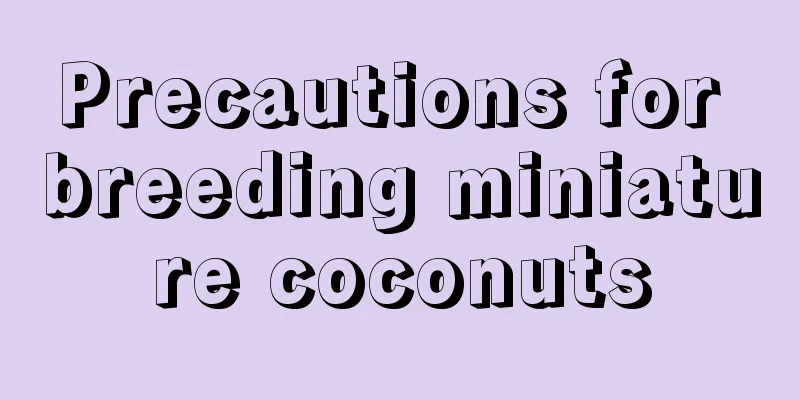 Precautions for breeding miniature coconuts