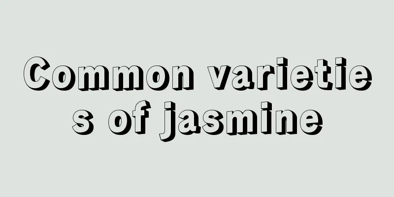 Common varieties of jasmine