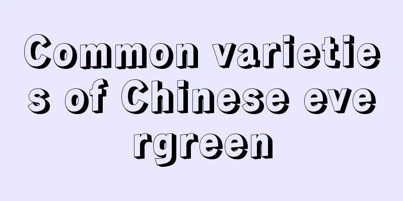 Common varieties of Chinese evergreen