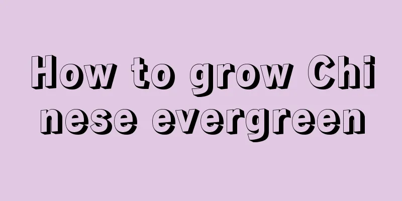 How to grow Chinese evergreen