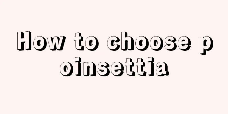 How to choose poinsettia