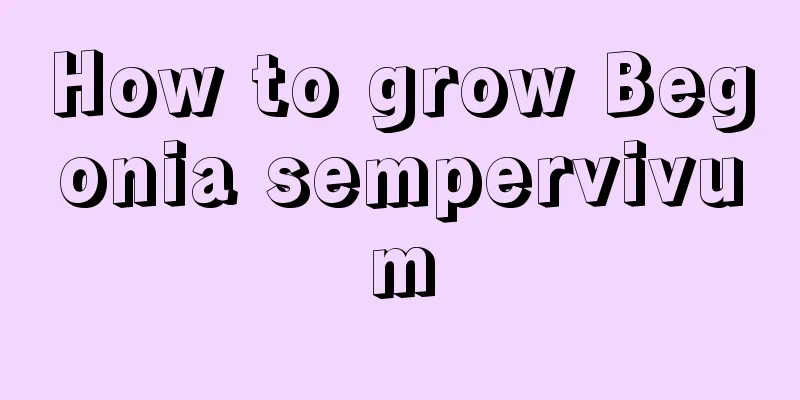 How to grow Begonia sempervivum