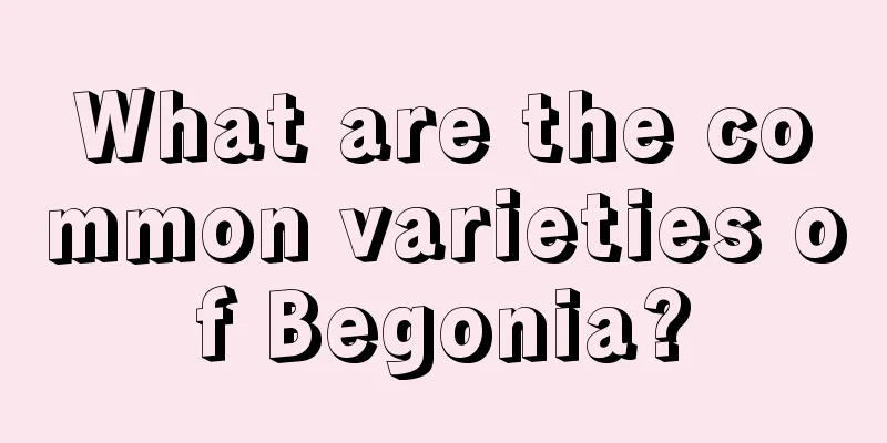 What are the common varieties of Begonia?