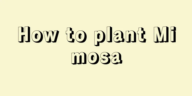 How to plant Mimosa