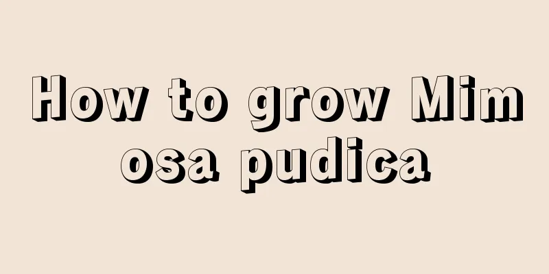 How to grow Mimosa pudica