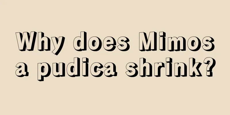 Why does Mimosa pudica shrink?