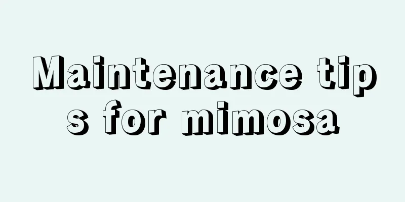 Maintenance tips for mimosa