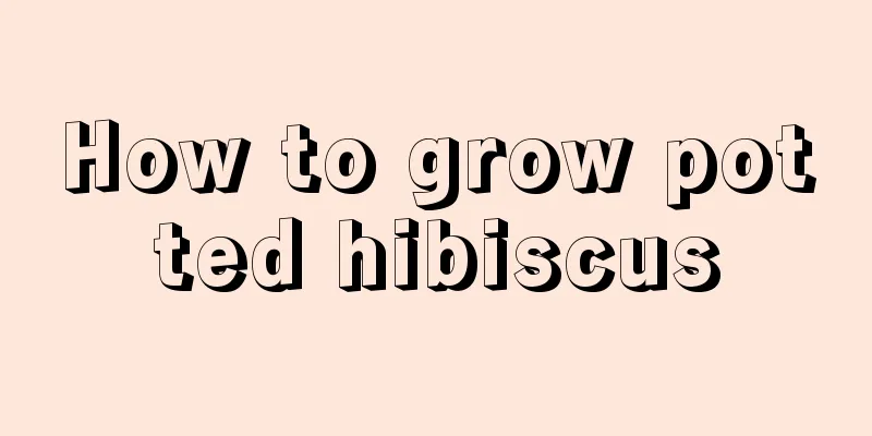 How to grow potted hibiscus