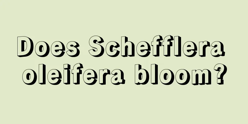 Does Schefflera oleifera bloom?