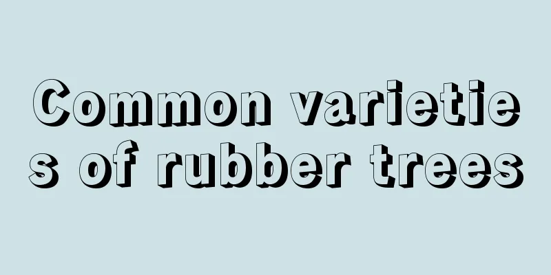 Common varieties of rubber trees