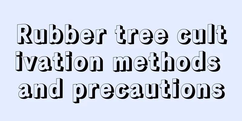 Rubber tree cultivation methods and precautions