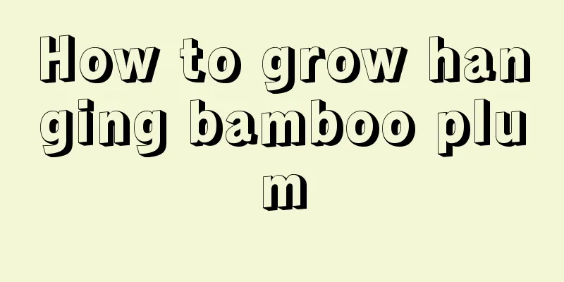 How to grow hanging bamboo plum