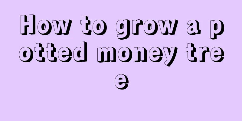 How to grow a potted money tree