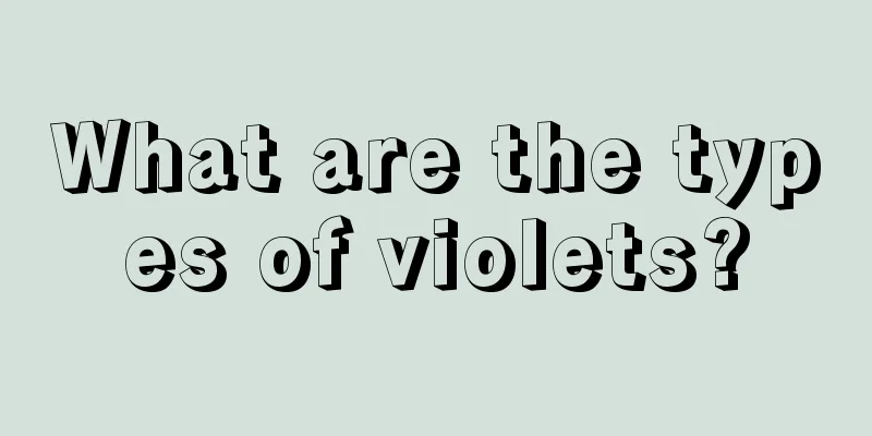 What are the types of violets?