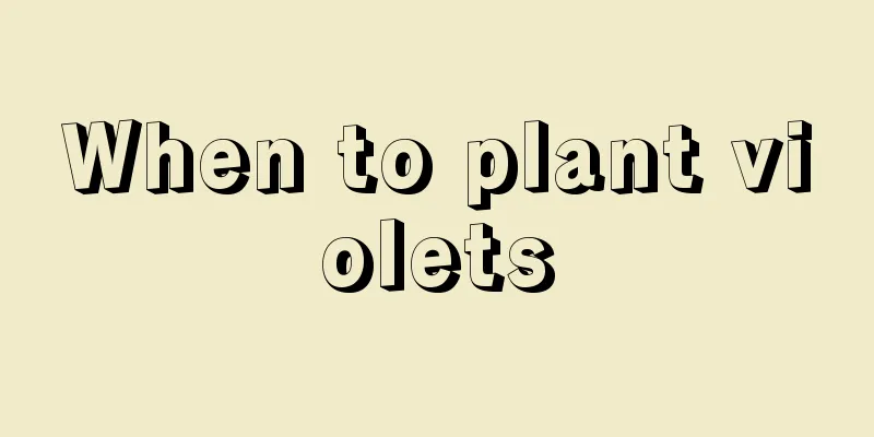 When to plant violets