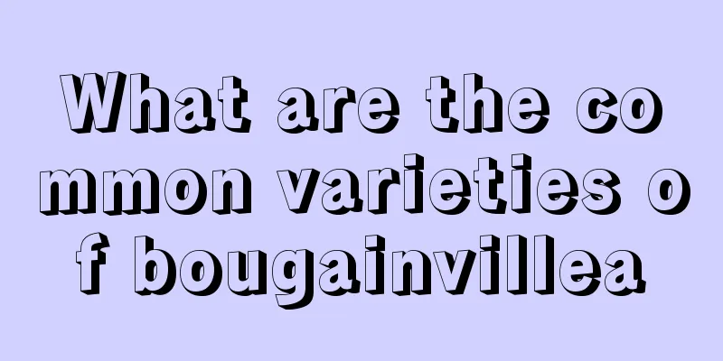 What are the common varieties of bougainvillea