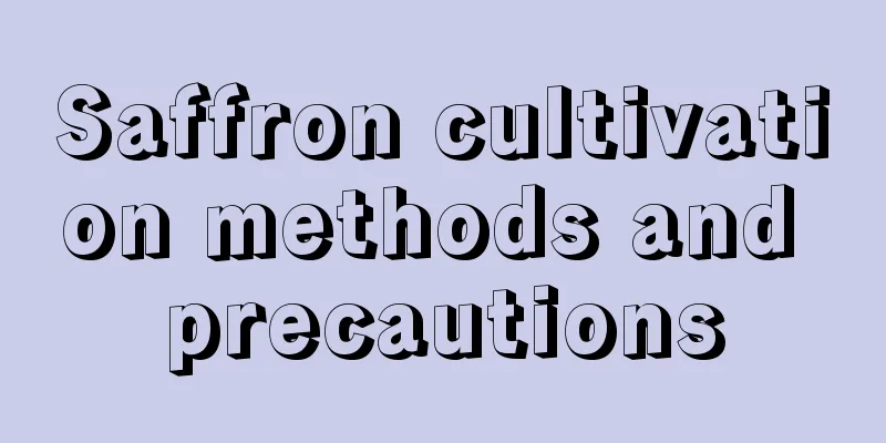 Saffron cultivation methods and precautions