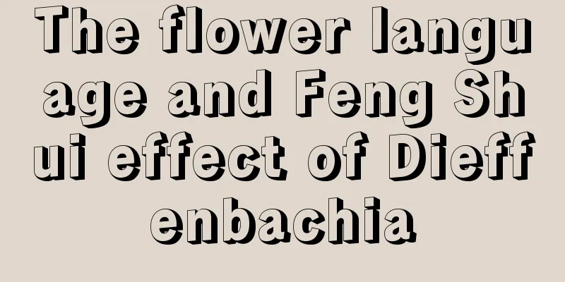 The flower language and Feng Shui effect of Dieffenbachia