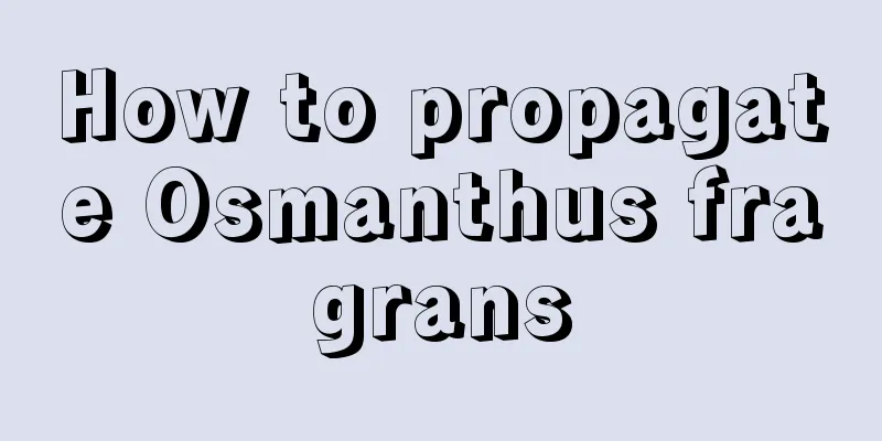 How to propagate Osmanthus fragrans