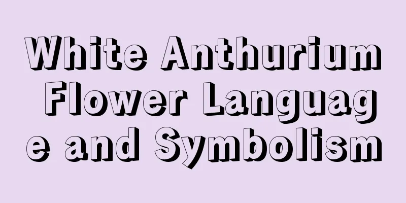 White Anthurium Flower Language and Symbolism