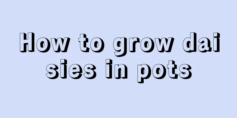 How to grow daisies in pots