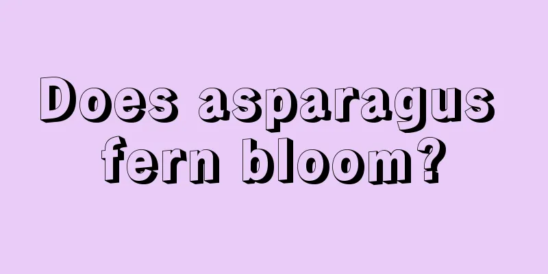 Does asparagus fern bloom?