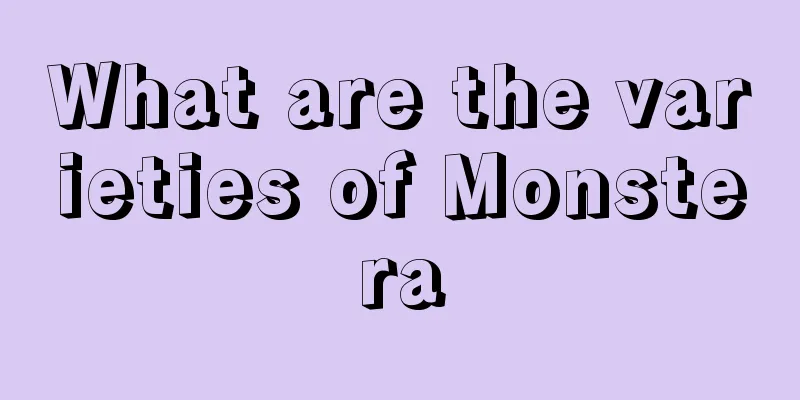 What are the varieties of Monstera