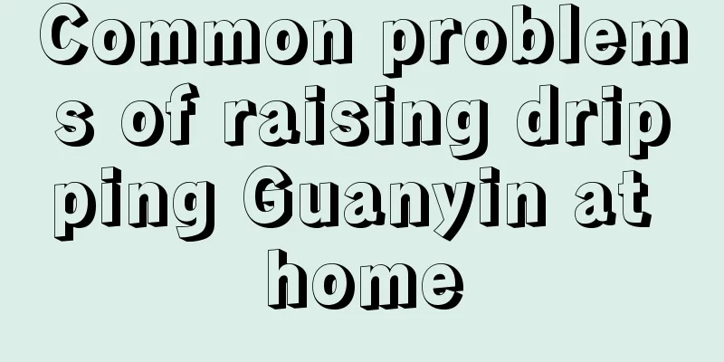 Common problems of raising dripping Guanyin at home