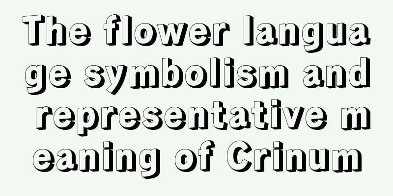 The flower language symbolism and representative meaning of Crinum