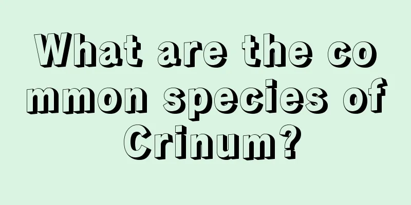 What are the common species of Crinum?