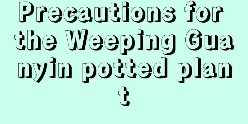 Precautions for the Weeping Guanyin potted plant