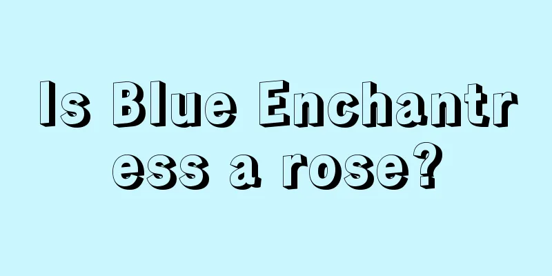 Is Blue Enchantress a rose?