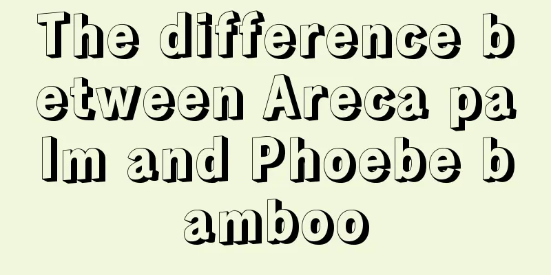 The difference between Areca palm and Phoebe bamboo