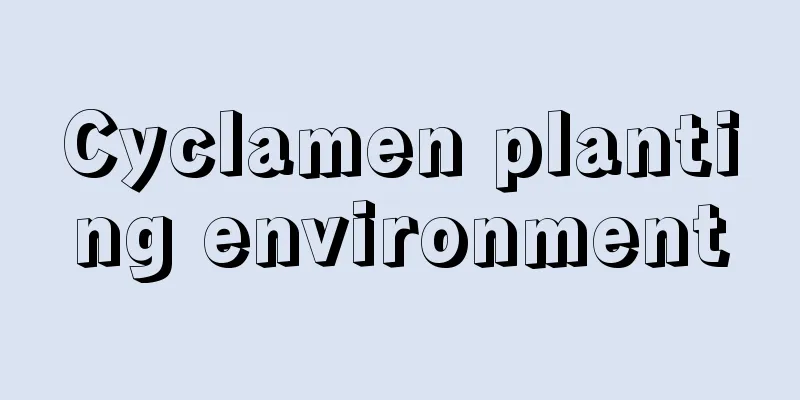 Cyclamen planting environment