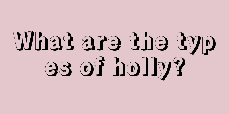 What are the types of holly?