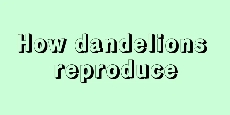 How dandelions reproduce