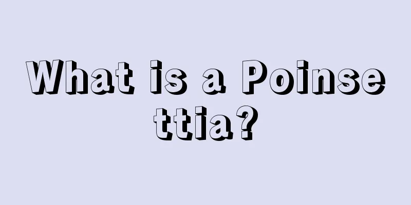 What is a Poinsettia?