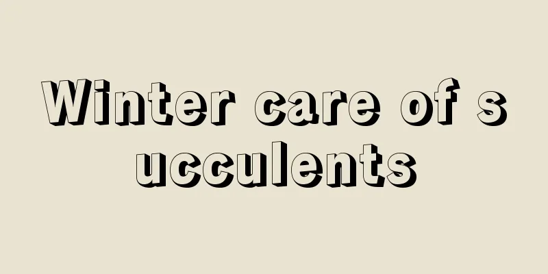 Winter care of succulents