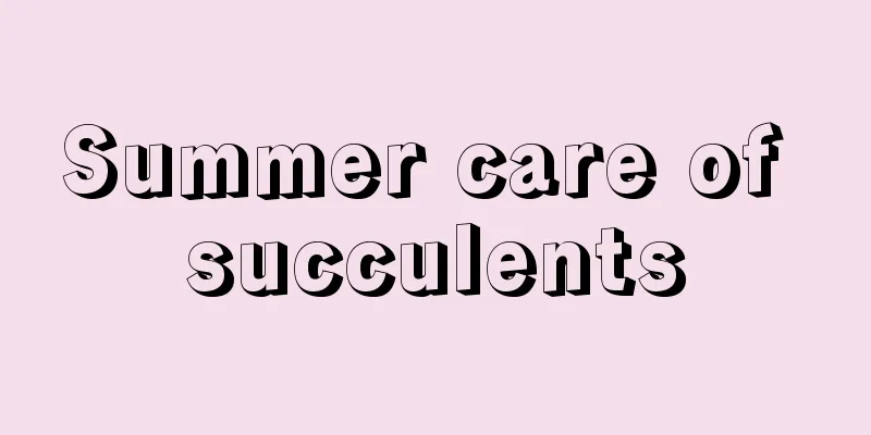 Summer care of succulents