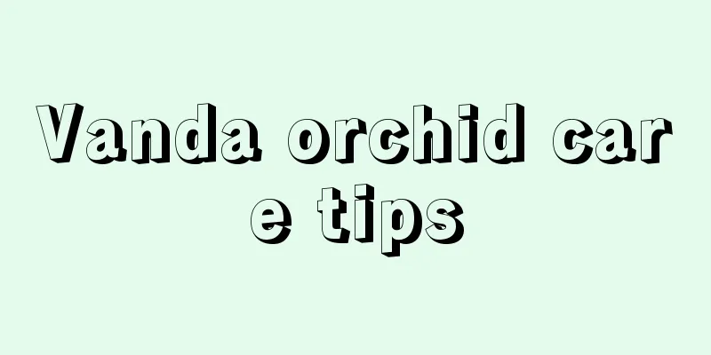 Vanda orchid care tips