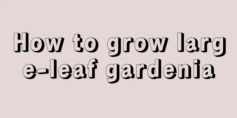 How to grow large-leaf gardenia