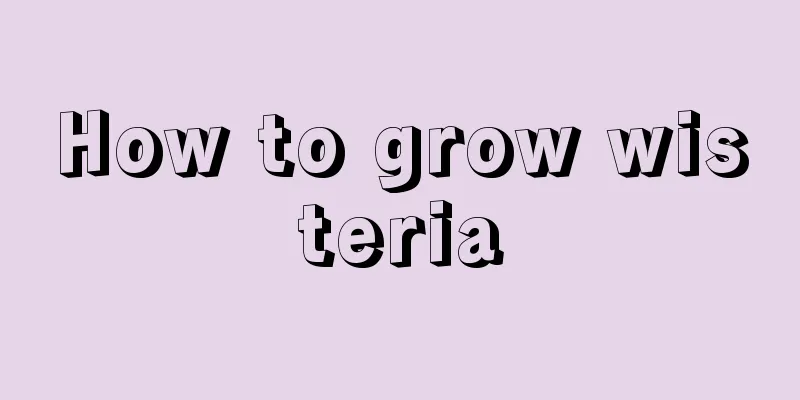 How to grow wisteria