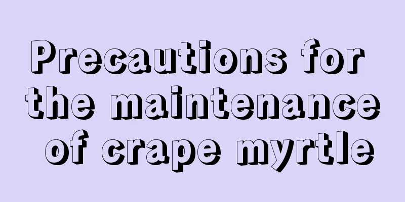 Precautions for the maintenance of crape myrtle